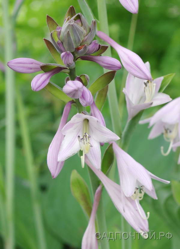 Хоста Форчуна, hosta fortunei